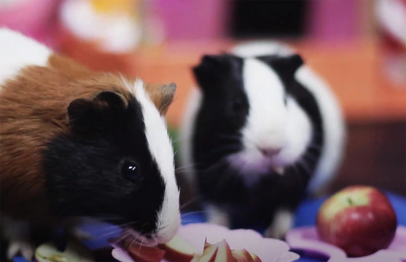 Will Guinea Pigs Eat Apples