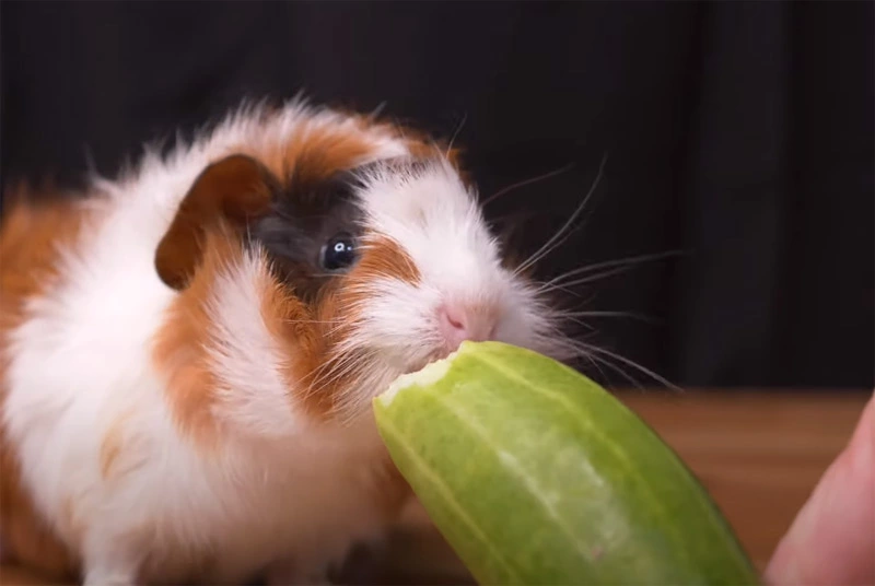 Will Guinea Pigs Eat Cucumbers