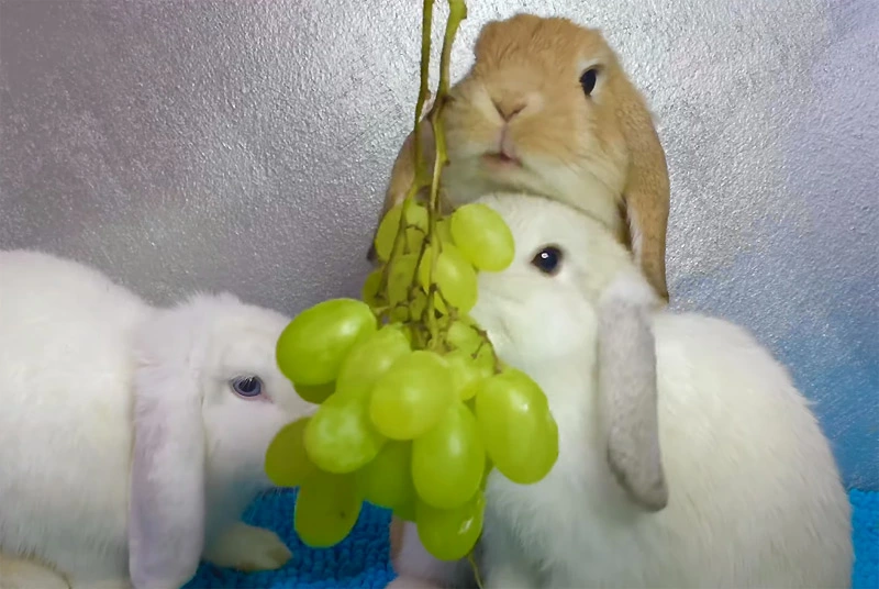 Will Rabbits Eat Grapes