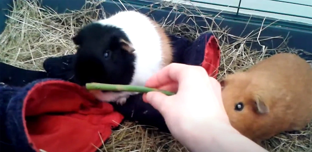 Can guinea pigs eat asparagus