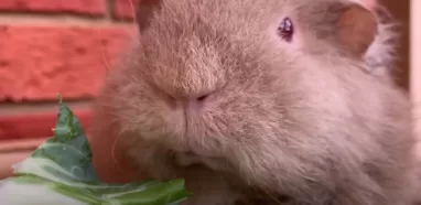 Can guinea pigs eat cauliflower