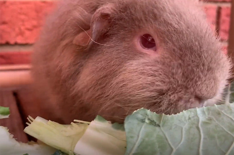 Can guinea pigs eat cauliflower raw