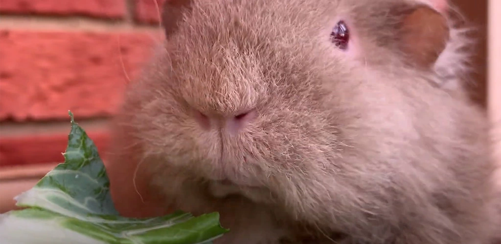 Can guinea pigs eat cauliflower