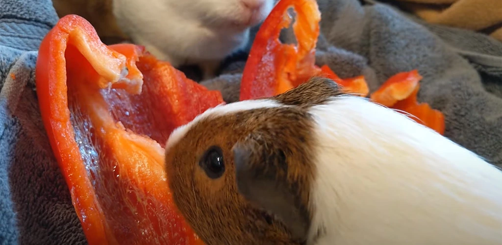 Can guinea pigs eat jalapenos