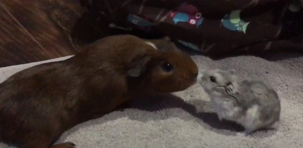 Do guinea pigs and hamsters get along