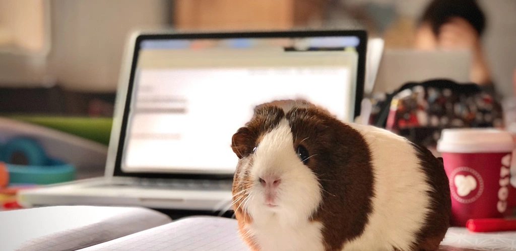 Do guinea pigs like music