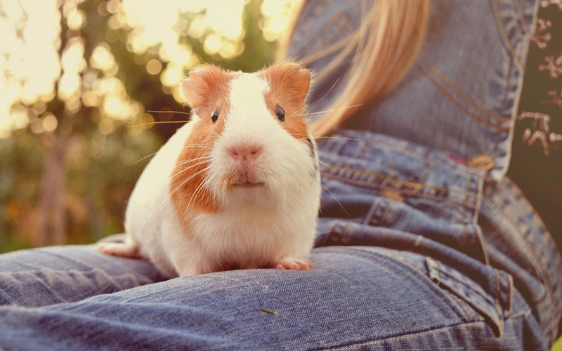 Do guinea pigs recognize faces