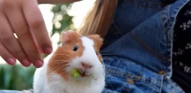 Do guinea pigs recognize their owners