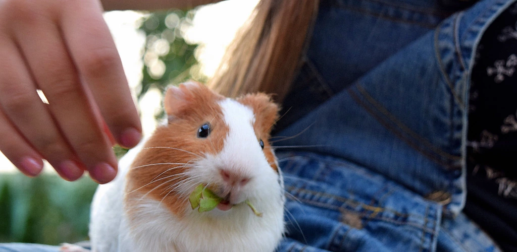 Do guinea pigs recognize their owners