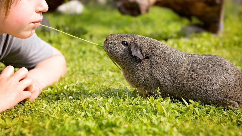 Do guinea pigs remember their owners