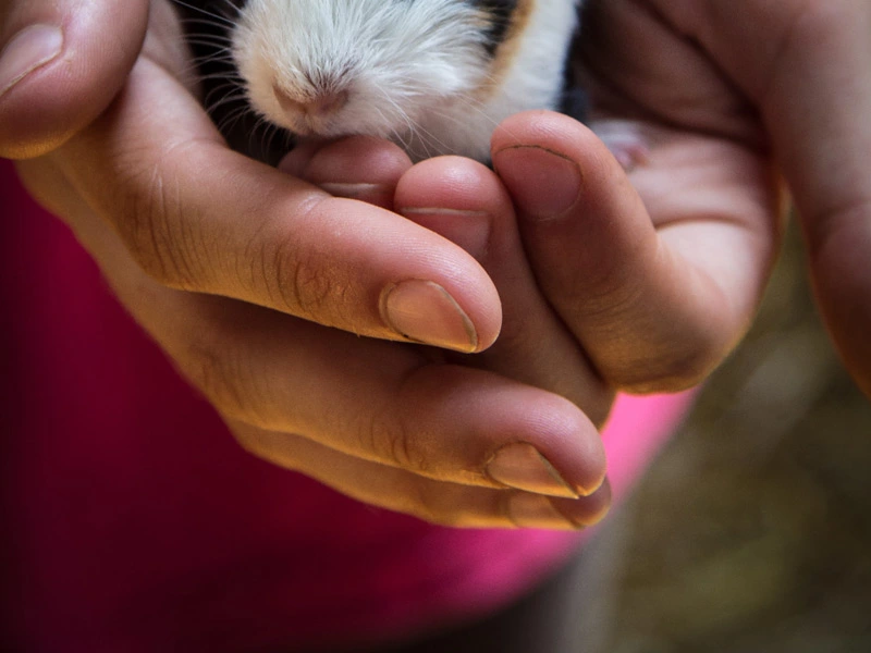 How do guinea pigs recognize their owner