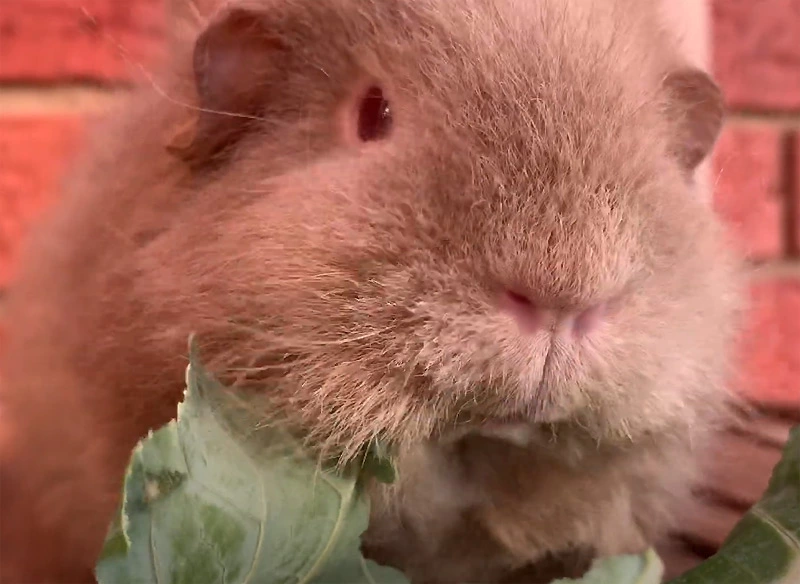 How much cauliflower can guinea pigs eat