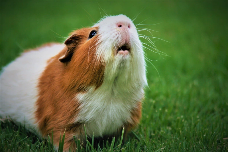 What is rabies disease in guinea pigs