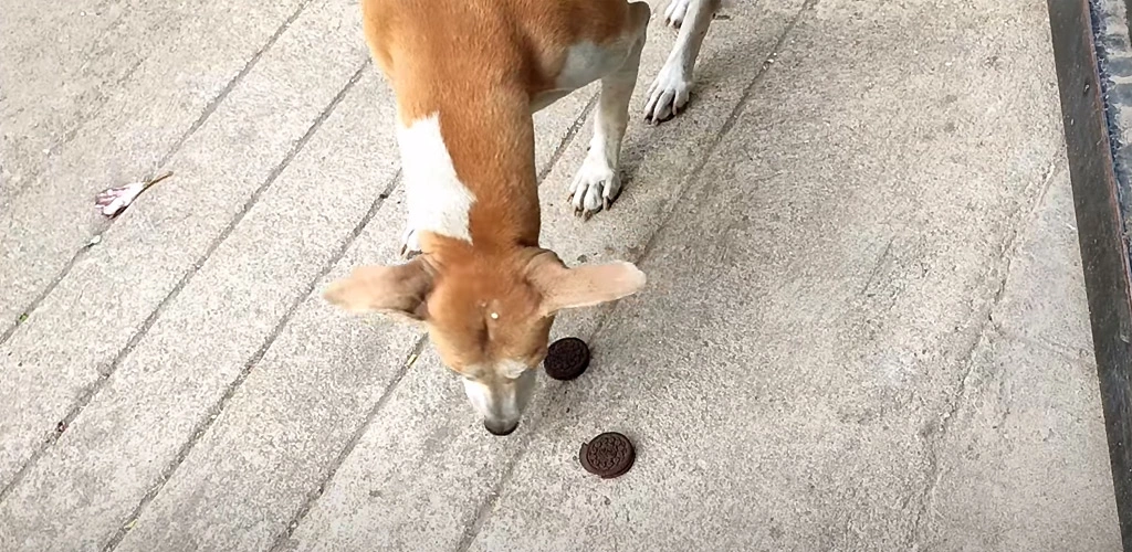 Can dogs eat Oreos