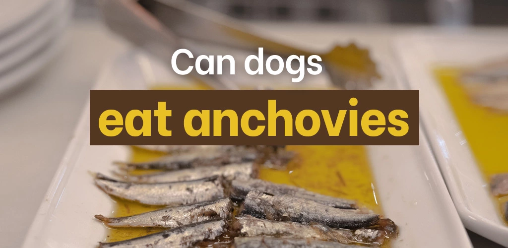 Can dogs eat anchovies