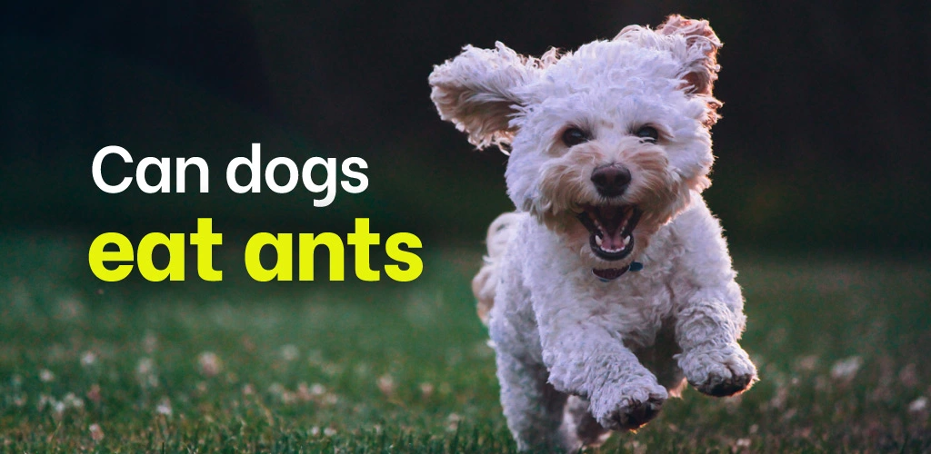 Can dogs eat ants