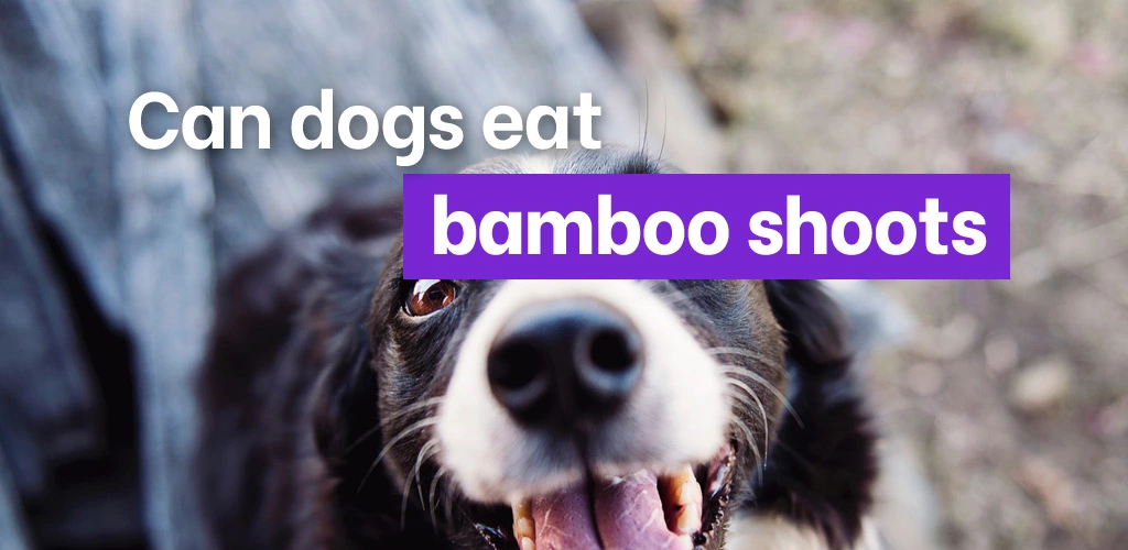 Can dogs eat bamboo shoots