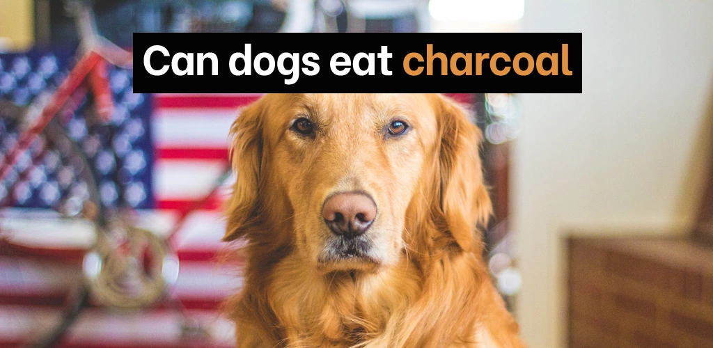 Can dogs eat charcoal