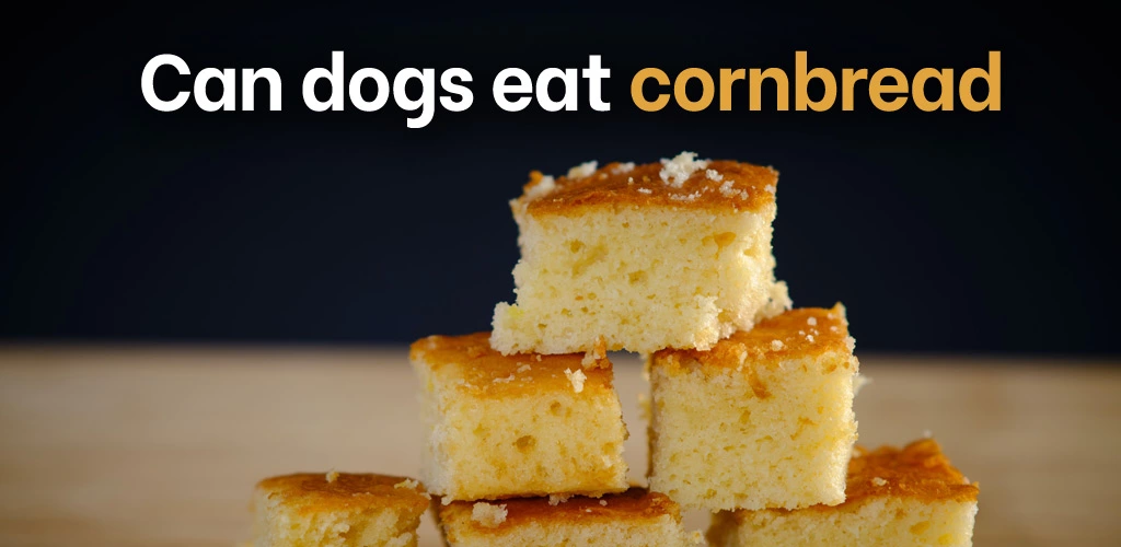 Can dogs eat cornbread
