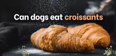 Can dogs eat butter, almond or cheese croissants?