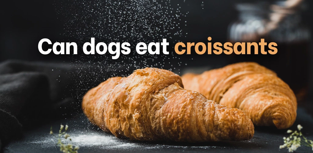 Can dogs eat croissants