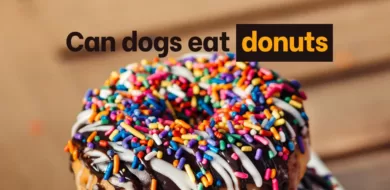 Can dogs eat glazed, powdered, dunkin or cinnamon donuts?