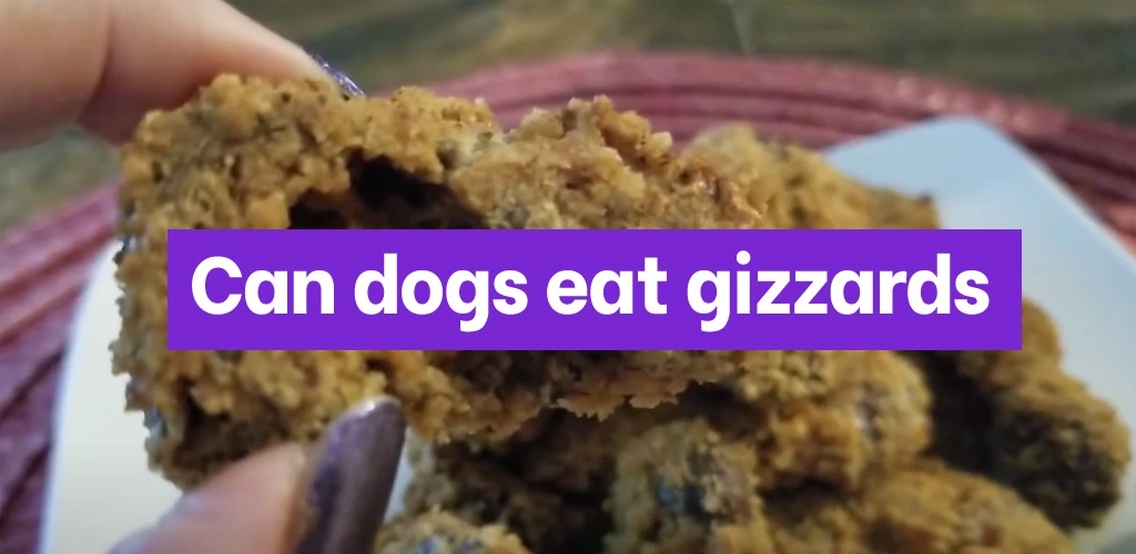 Can dogs eat gizzards