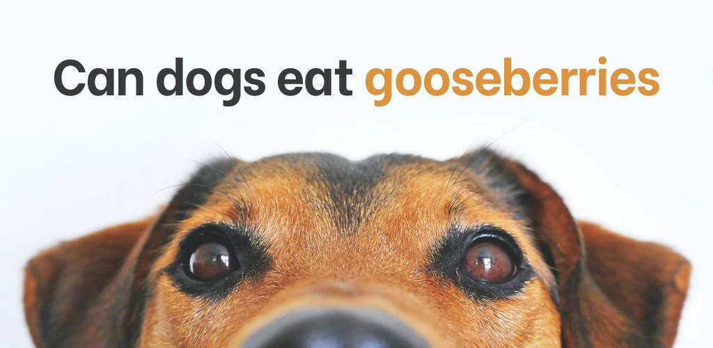 Can dogs eat gooseberries