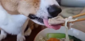 Can dogs eat ramen
