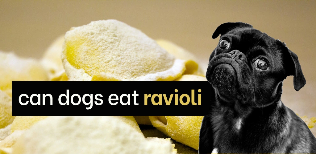 Can dogs eat ravioli