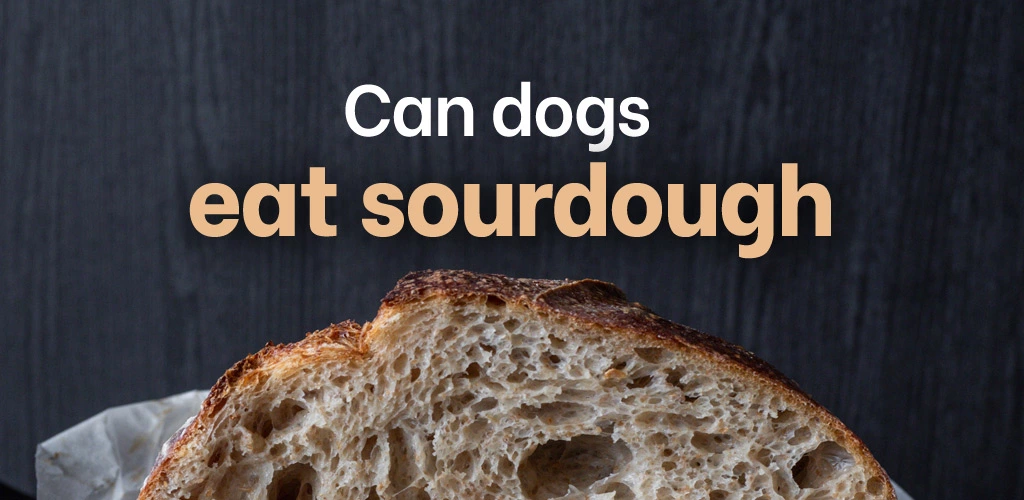 Can dogs eat sourdough