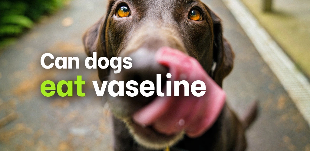 Can dogs eat vaseline