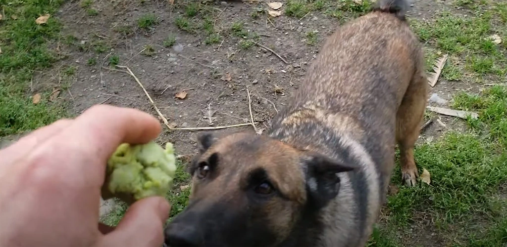Can dogs eat wasabi