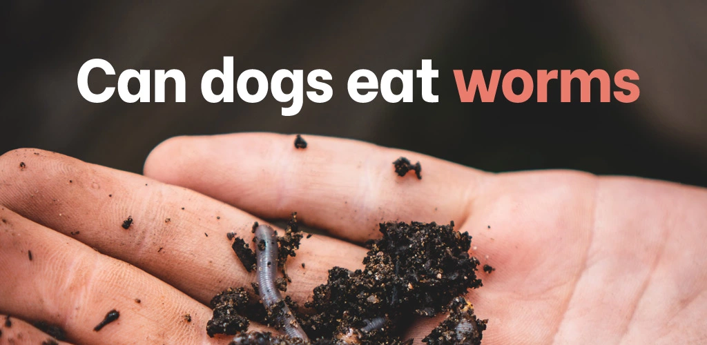 Can dogs eat worms
