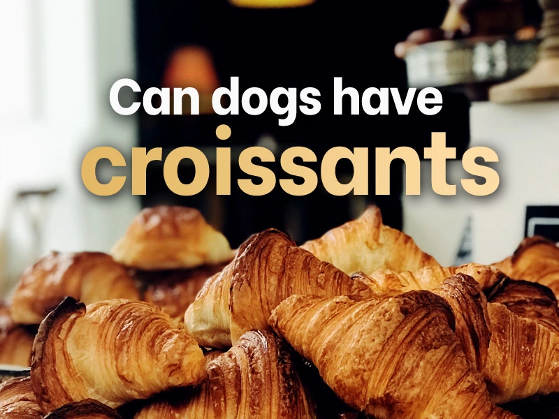 Can dogs have croissants