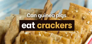 Can Guinea Pigs eat Crackers? [Risks, Facts & More]