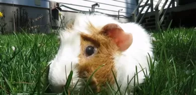 Can guinea pigs eat grass [Truth Exposed]