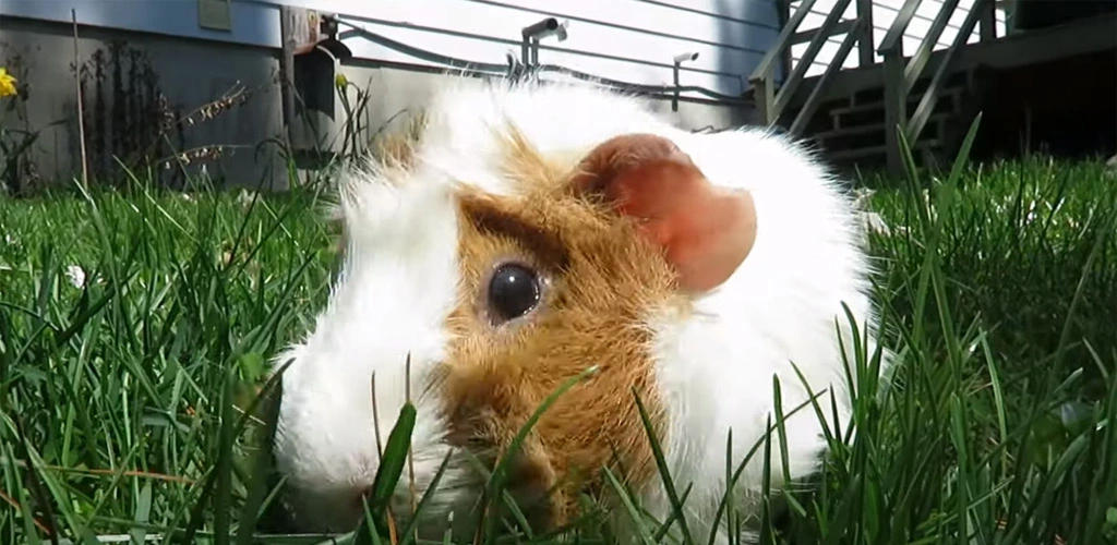 Can guinea pigs eat grass