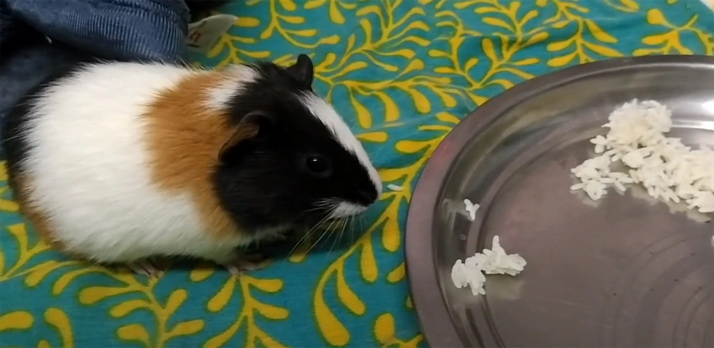 Can guinea pigs eat rice