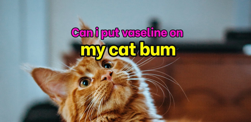 Can i put vaseline on my cat bum