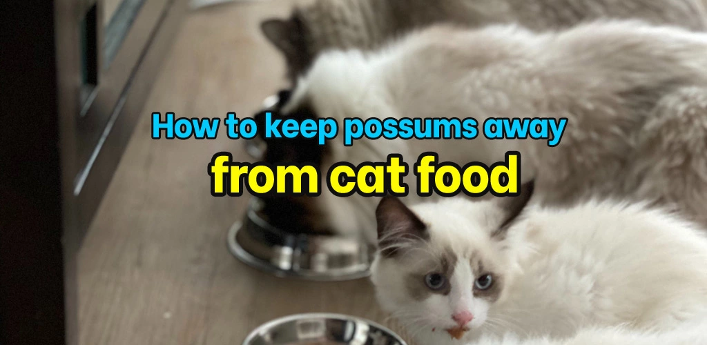 How to keep possums away from cat food