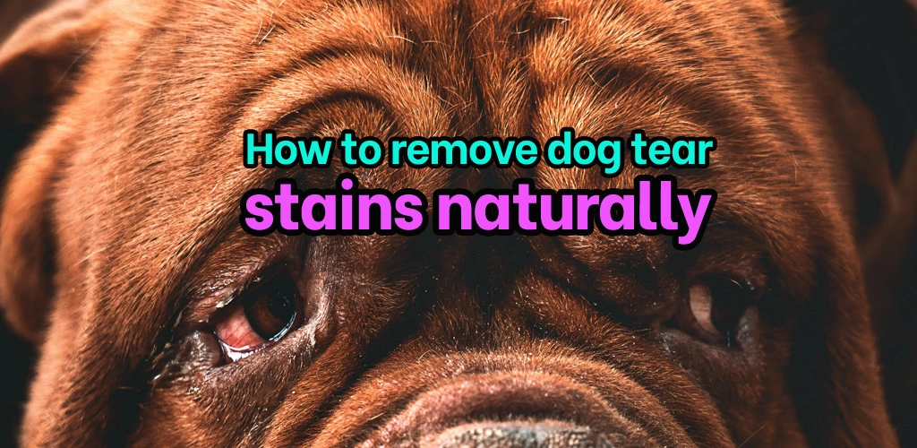 How to remove dog tear stains naturally