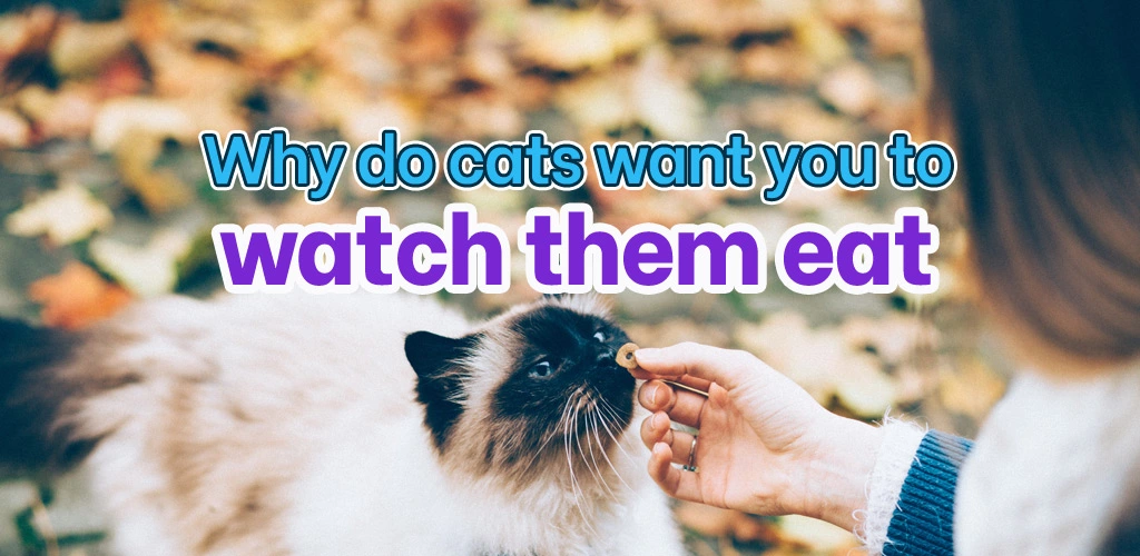 Why do cats want you to watch them eat