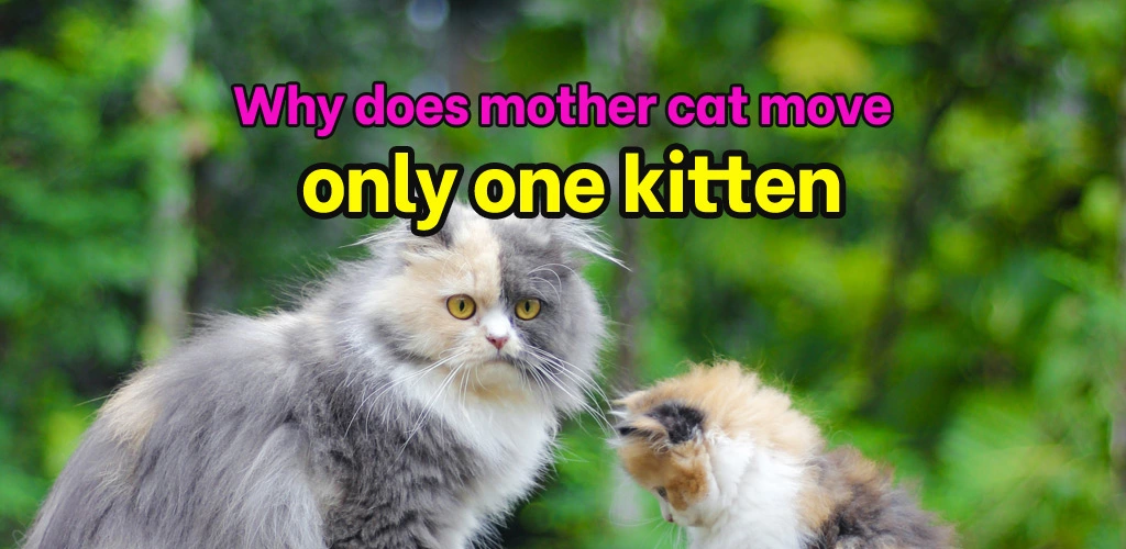 Why does mother cat move only one kitten