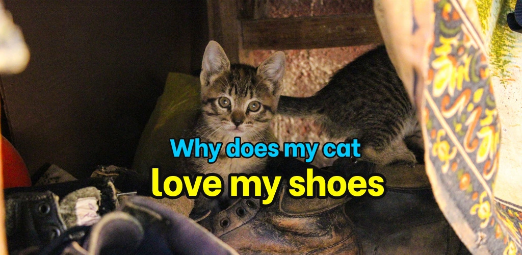 Why does my cat love my shoes