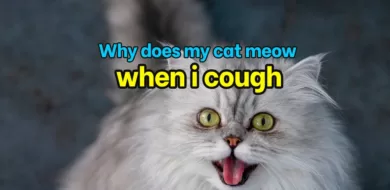 Why does my cat meow when i cough