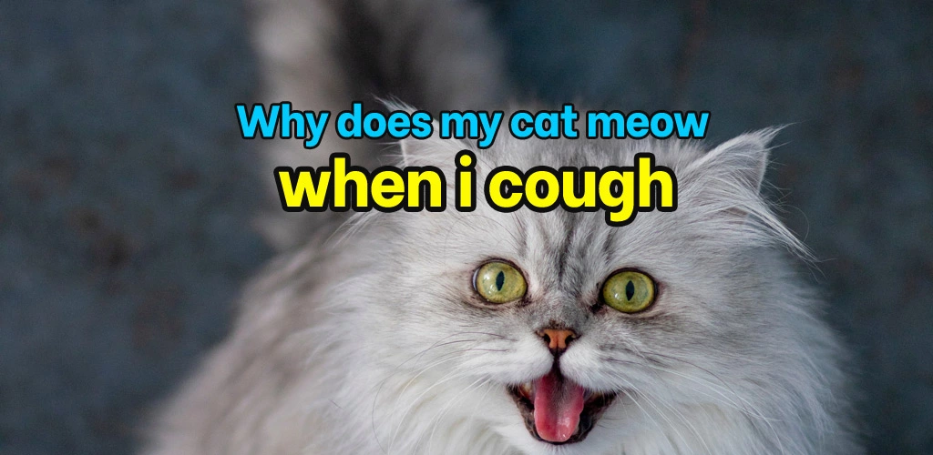 Why does my cat meow when i cough