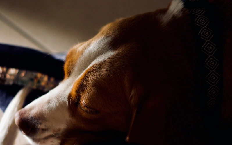 Are beagles a sleep breed