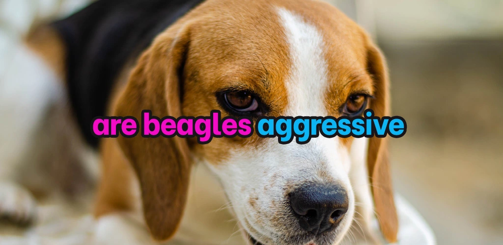 Are beagles aggressive