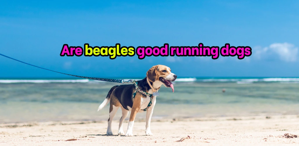 Are beagles good running dogs